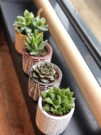 Quartet of Succulents