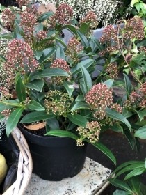 Skimmia