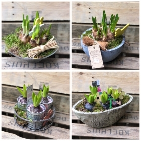 Spring Bulbs in Decorative Pots