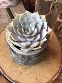 Succulent in Rustic Stone Pot