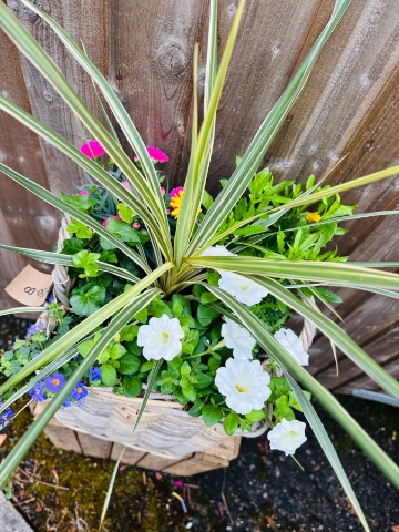 Summer Basket Planter