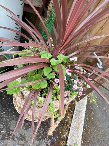 Summer Basket Planter