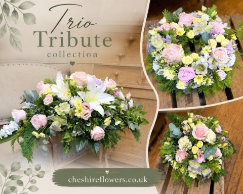 Trio Tribute Collection