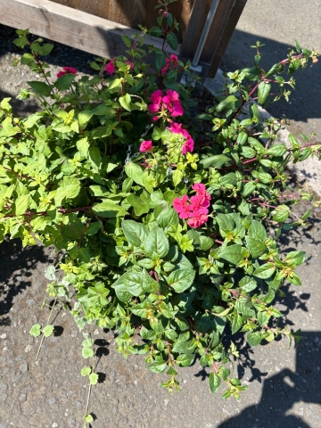 Wicker Hanging Basket