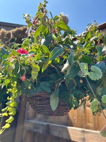 Wicker Hanging Basket