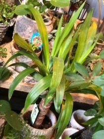 Yucca plant in concrete pot cover